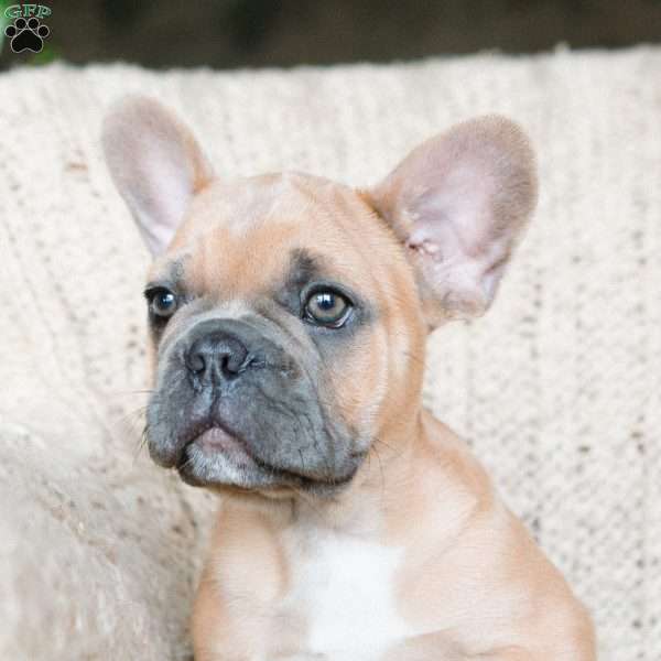 Parker, French Bulldog Puppy
